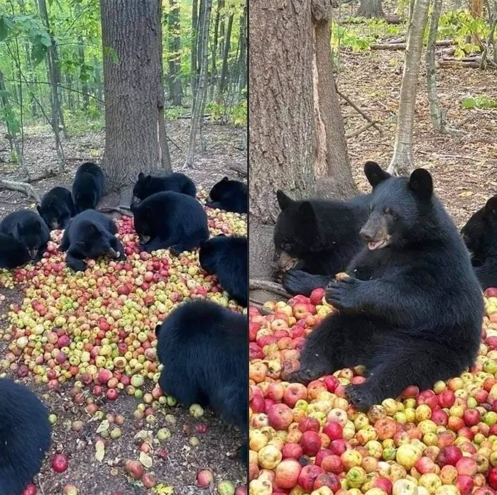 폐기사과.jpg