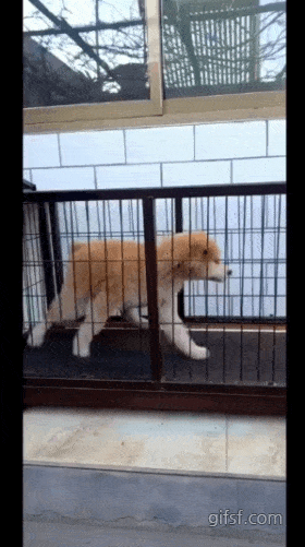개똑똑.gif