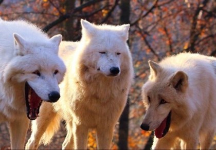 downloadfile-133.jpg