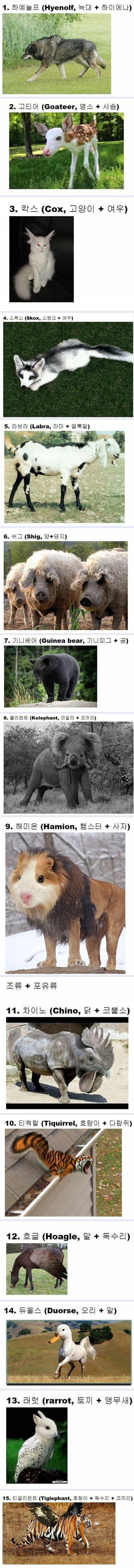인간의_기술로_만들어낸_동물들 1.jpg