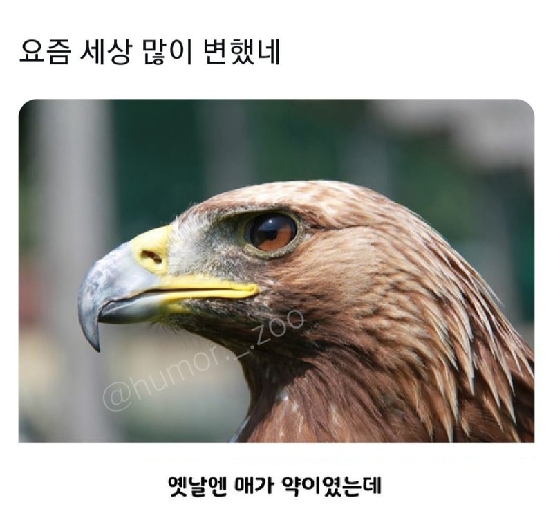 매1.jpg