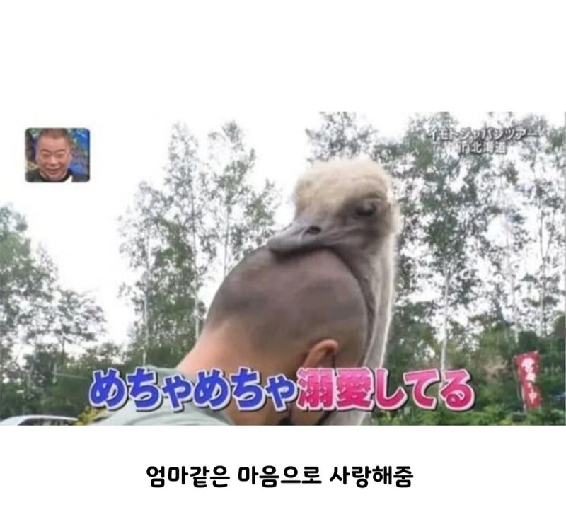 대머리와 타조2.jpg