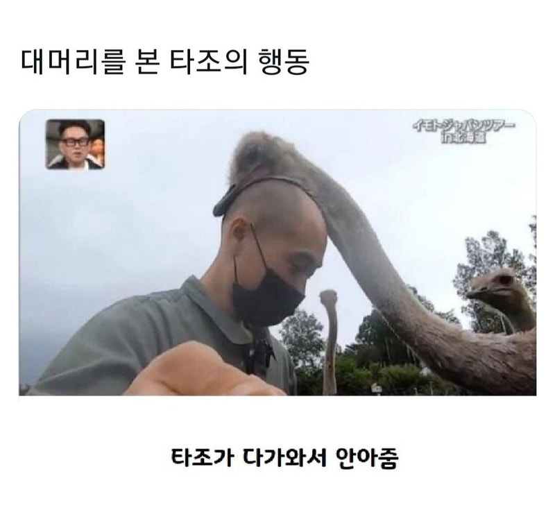 대머리와 타조.jpg