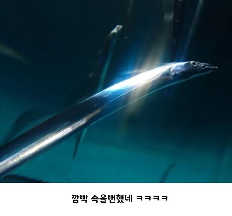 칼치2.jpg