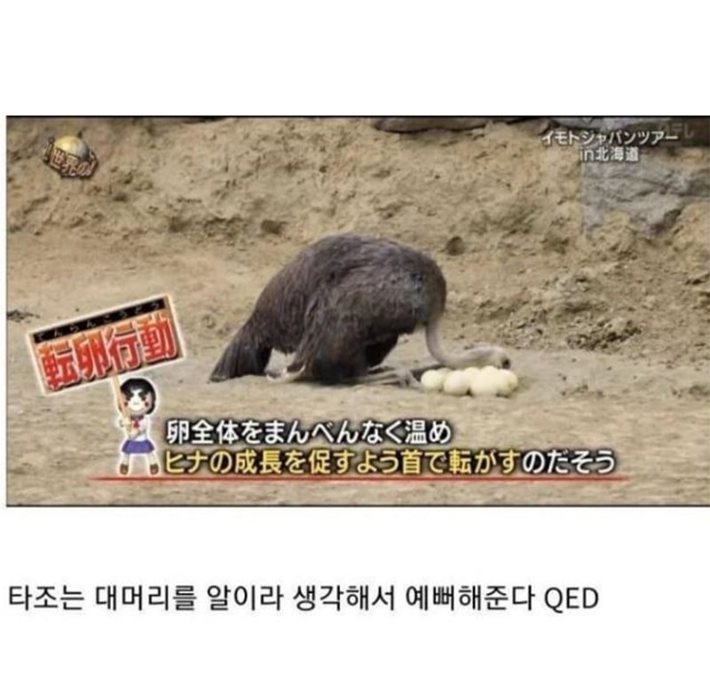 대머리와 타조3.jpg