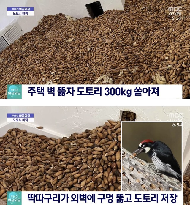 도토리테러1.jpg