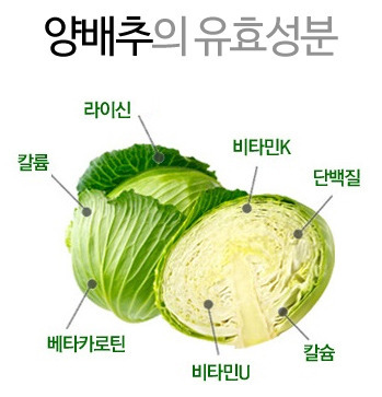 양배추.jpg