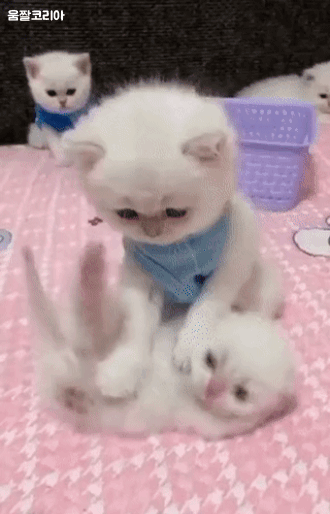 심장.gif