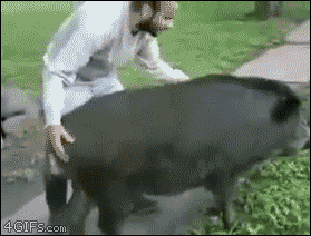 2.gif