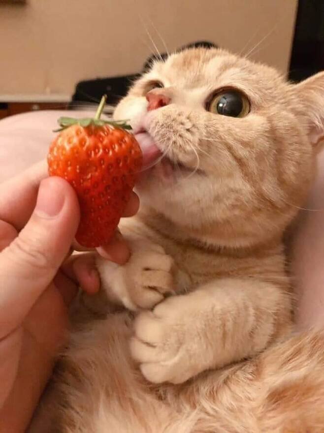 딸기2.jpg