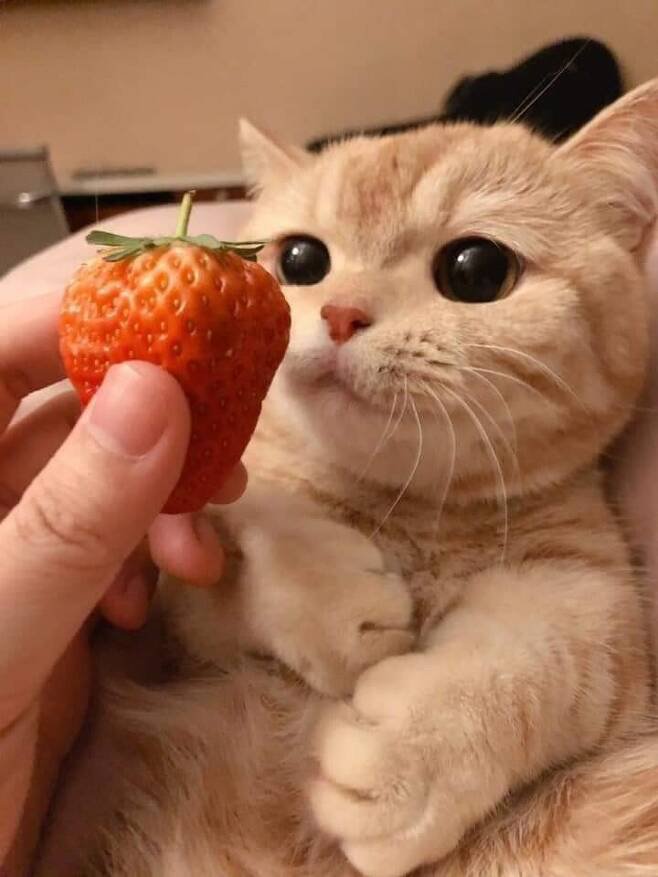 딸기.jpg