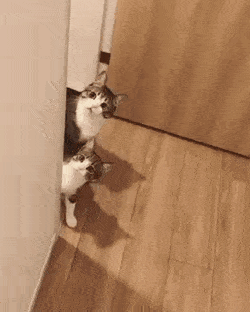 11111111.gif