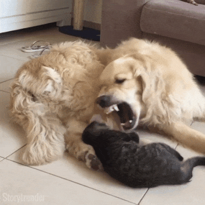 1111111.gif