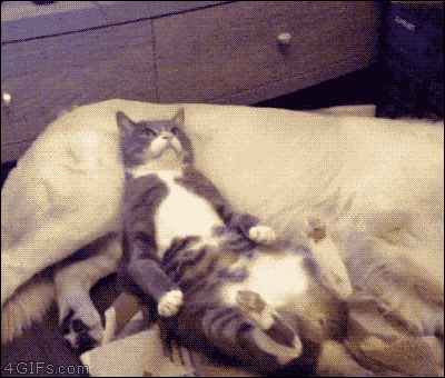 111111.gif