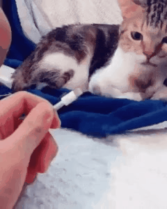 20190415_181936.gif
