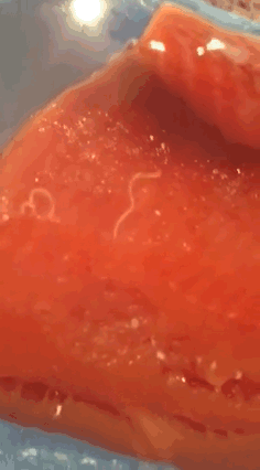 26150315548606500.gif
