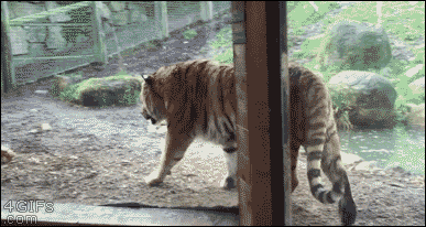 3746796_1539704566803.gif