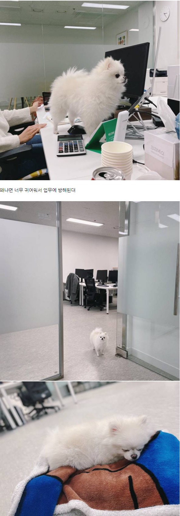 웹 캡처_15-12-2022_91535_m.bboom.naver.com.jpeg