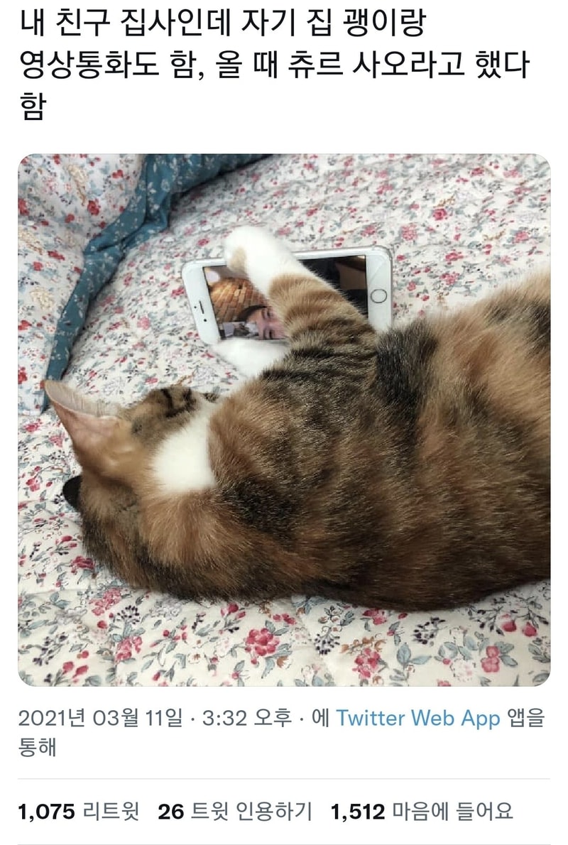 집사랑_영상_통화하는_고양이.jpg