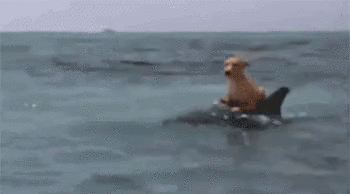65112015651517140.gif