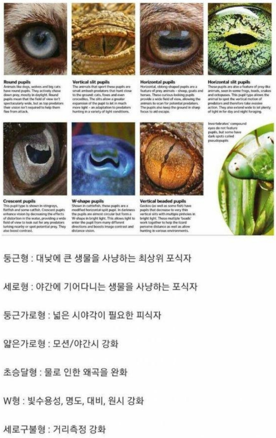 동공.jpg