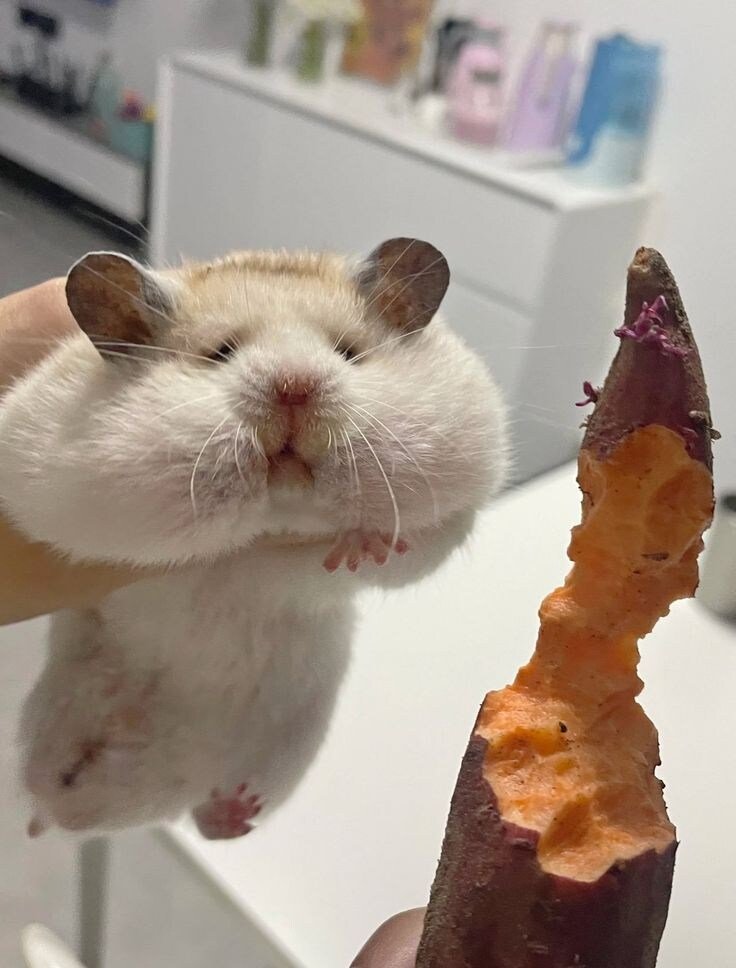 고구마를 처음 먹어본 햄스터.jpg