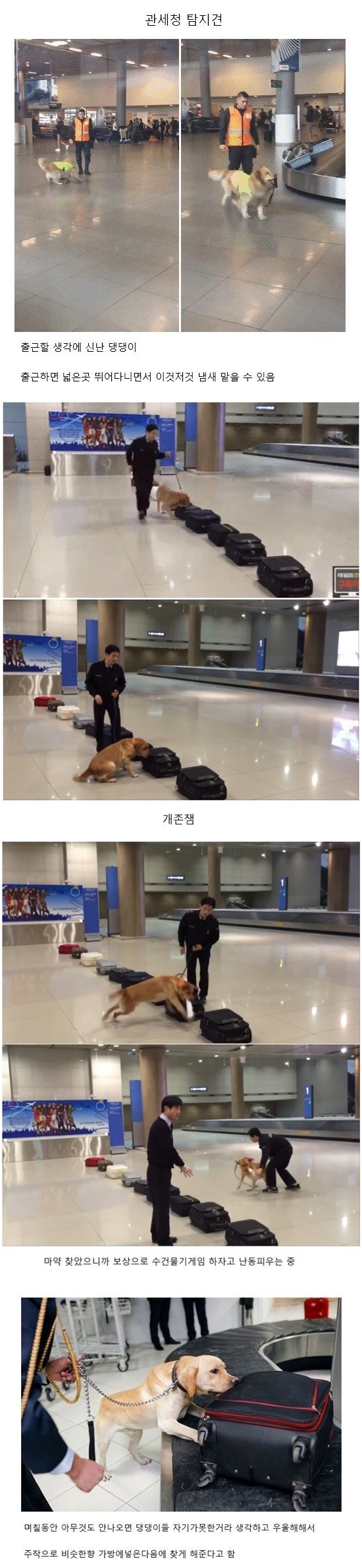 댕댕스1.jpg
