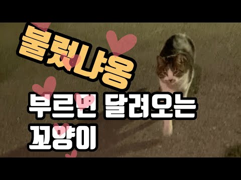 부르면 개처럼 달려오는 고양이.jpg