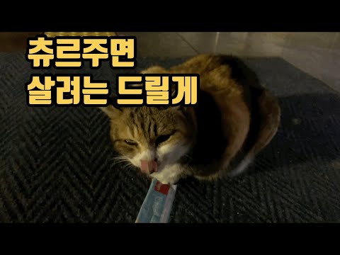 깡패냥이.jpg