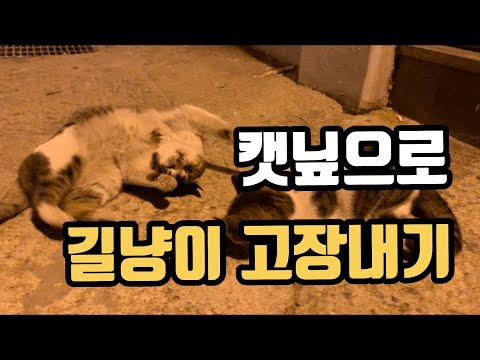 캣닢 마약.jpg