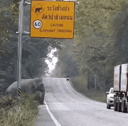 RingedSolidAfricanjacana-size_restricted.gif