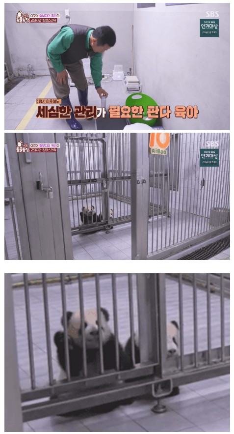 댕댕판다.jpg