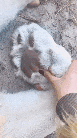 LeafyRaggedAfricanrockpython-size_restricted.gif