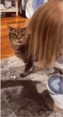 ElasticCharmingHartebeest-size_restricted.gif