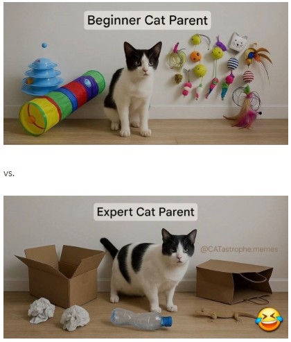 냥이 집사들 변화