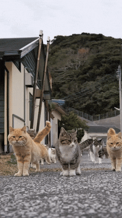 MeaslyQuarrelsomeHoiho-size_restricted.gif