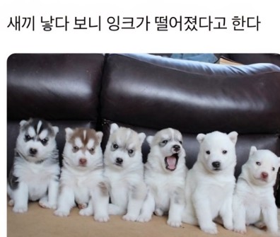 계속 낳다보니 잉크가 떨어졌네.jpg