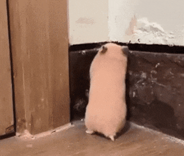 AliveNarrowJellyfish-size_restricted.gif