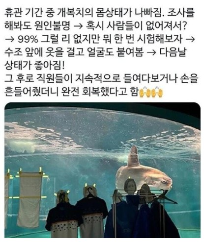 휴관 기관중에 개복치가 갑자기 병이 난 이유