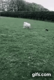 qQW5l7.gif