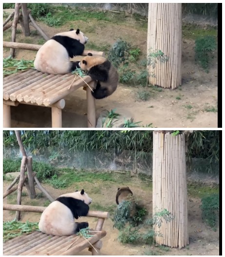 흙곰2.jpg