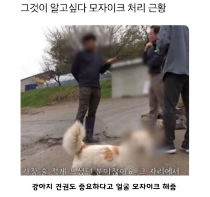 댕댕이.JPG