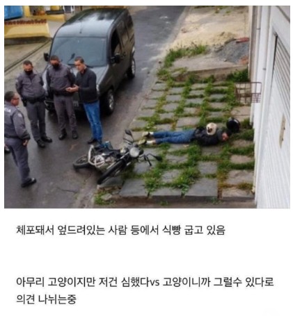 고양이.JPG