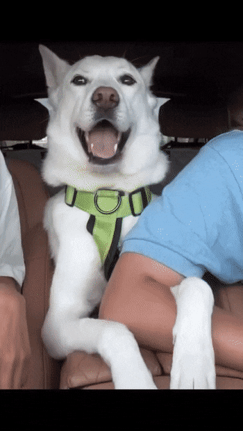ElasticPracticalHarpyeagle-size_restricted.gif