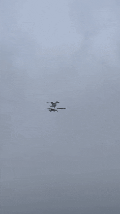 04.gif