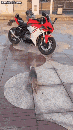 01_.gif