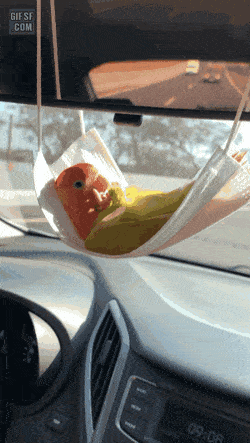 EvenConstantHapuku-size_restricted.gif