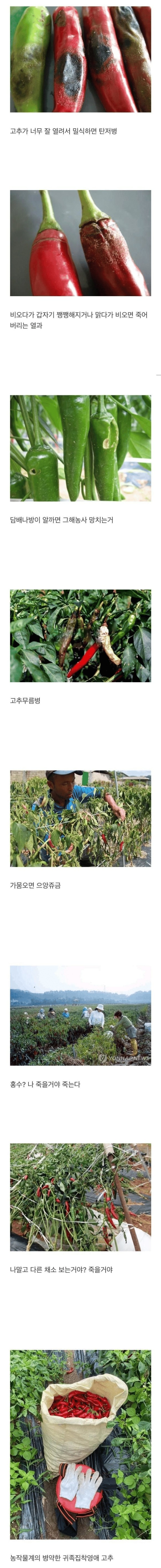 고추.jpg