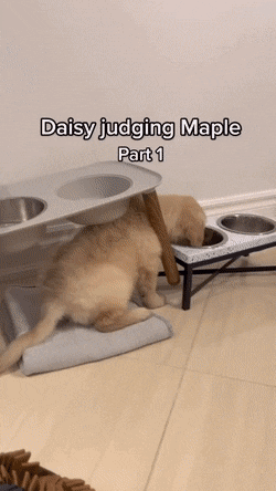 5.gif