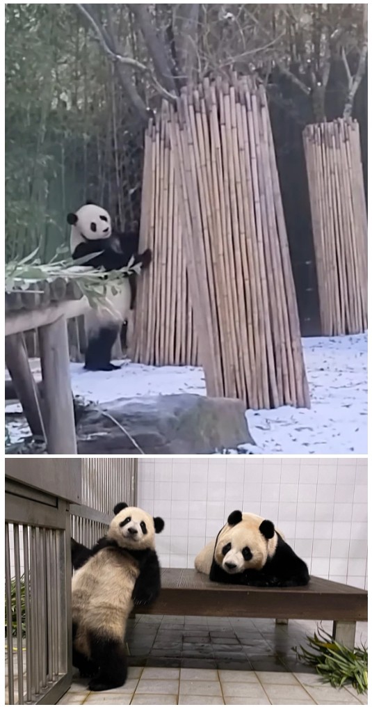 바오가족.jpg
